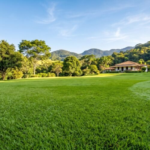 Cuidar da Grama: O Segredo de um Jardim Sempre Vivo